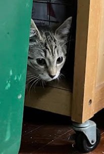 GUINESS (FCID# 01/14/2026 - 2) DC - Tabby available for adoption