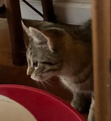 Guiness (FCID# 01/14/2026 - 2) DC - Photo 3