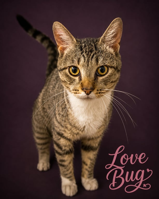 Lovebug/Love Bug (FCID# 06/08/2026 - 8 Trainer) Image
