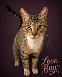 Lovebug/Love Bug (FCID# 06/08/2026 - 8 Trainer) - Photo 1