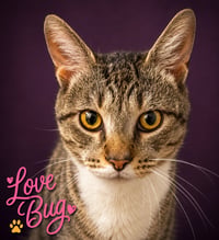 Lovebug/Love Bug (FCID# 06/08/2026 - 8 Trainer) - Photo 2