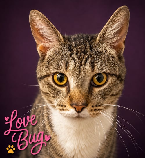 LOVEBUG/LOVE BUG (FCID# 06/08/2026 - 8 TRAINER) - Tabby / Tuxedo available for adoption