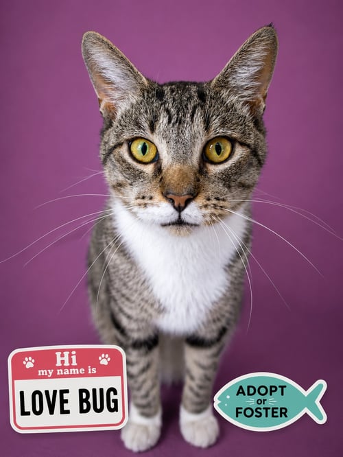 LOVEBUG/LOVE BUG (FCID# 06/08/26-8 BRANDYWINE PS) - Tabby / Tuxedo available for adoption