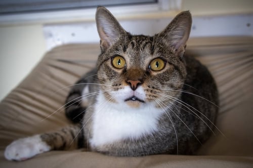 LOVEBUG/LOVE BUG (FCID# 06/08/26-8 BRANDYWINE PS) - Tabby / Tuxedo available for adoption