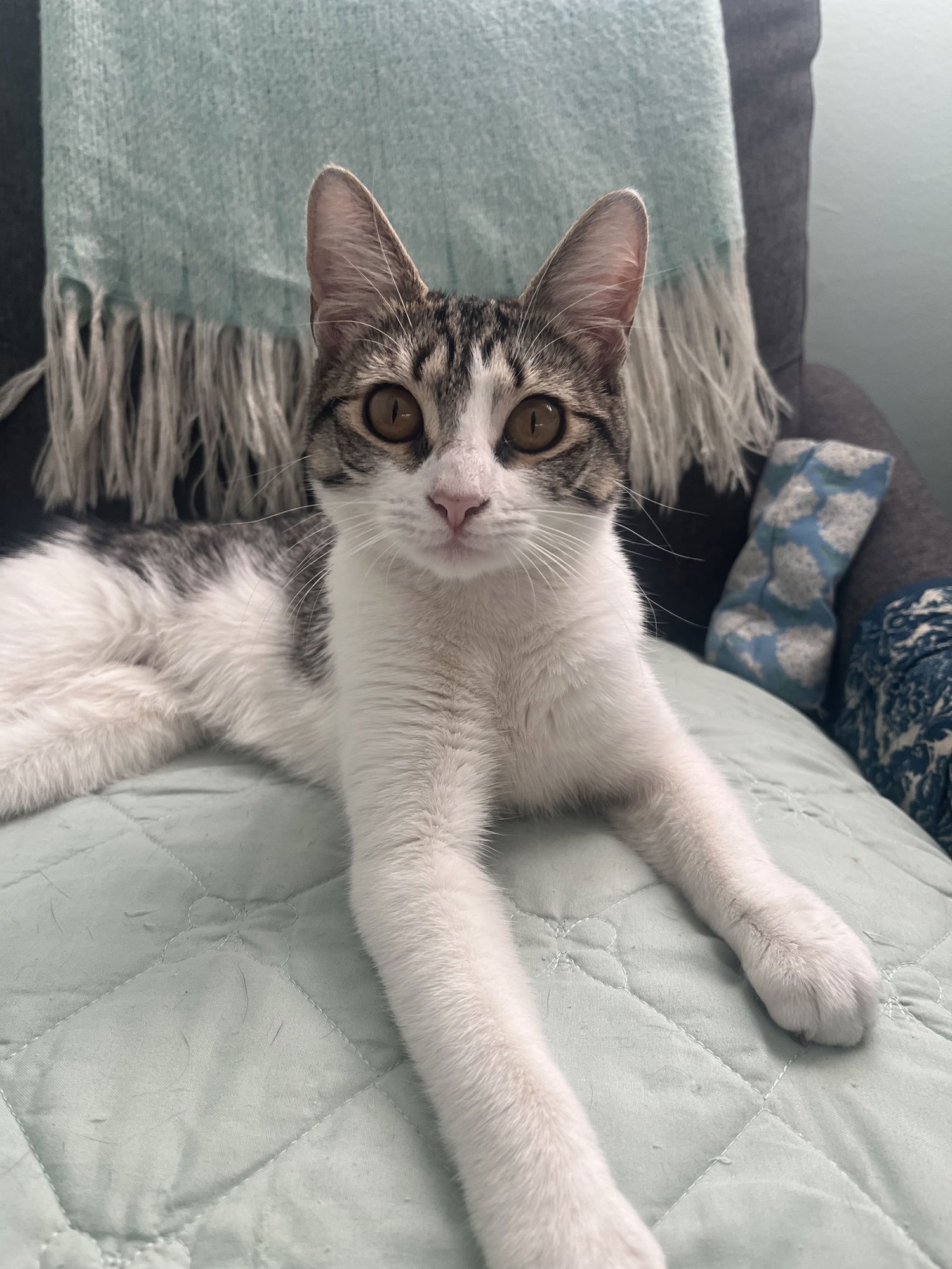 PEBBLES (FCID# 03/09/2026 - 49 BRANDYWINE PS) DC - Tabby available for adoption