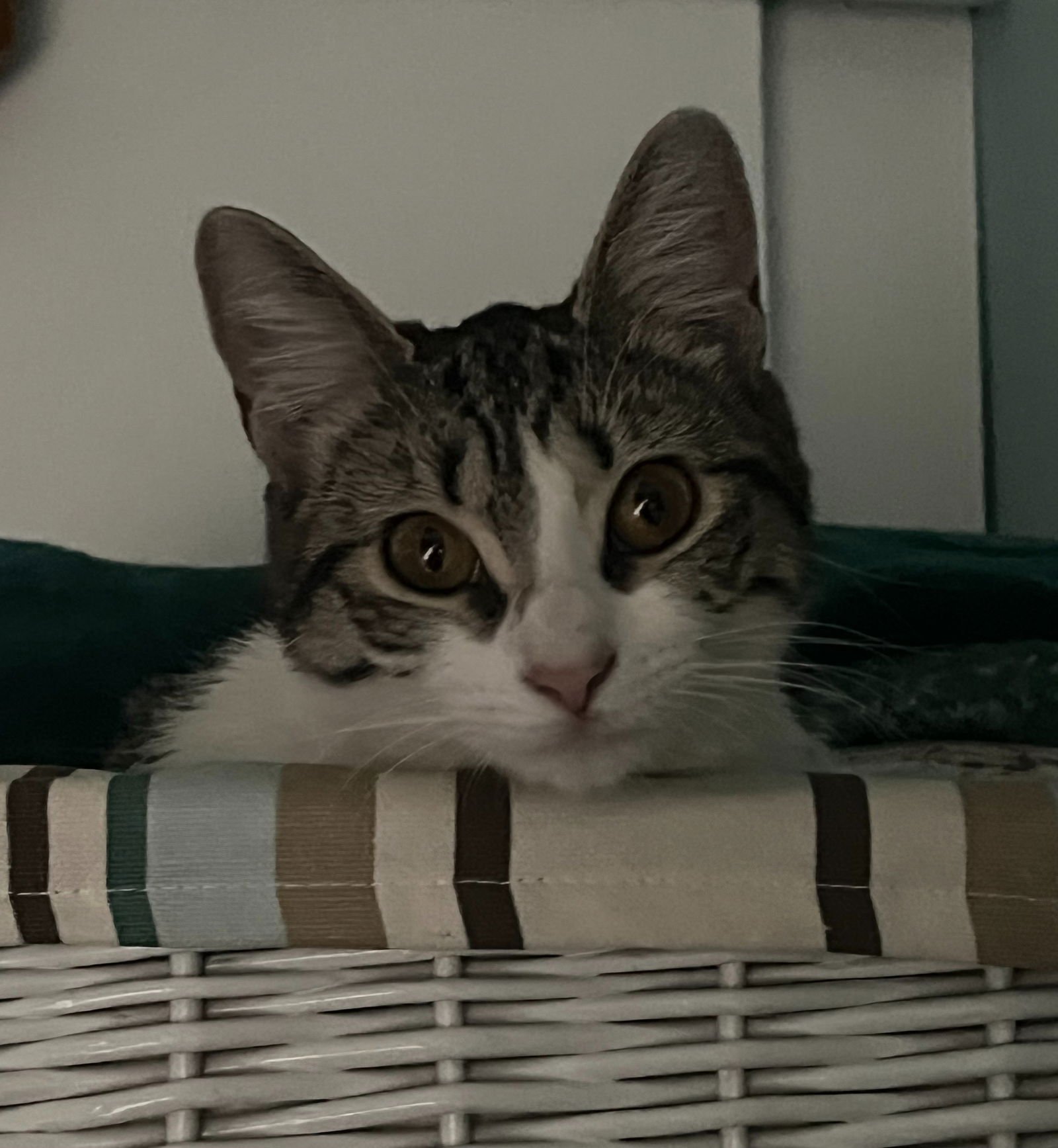 PEBBLES (FCID# 03/09/2026 - 49 BRANDYWINE PS) DC - Tabby available for adoption