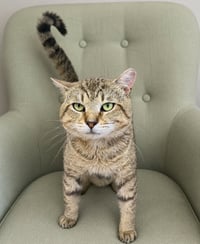 Jackpot (FCID 05/05/2026-104) - Photo 2
