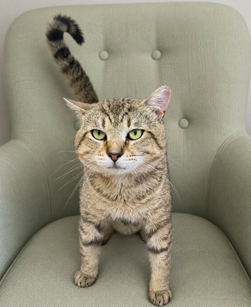 JACKPOT (FCID 05/05/2026-104) - Tabby available for adoption