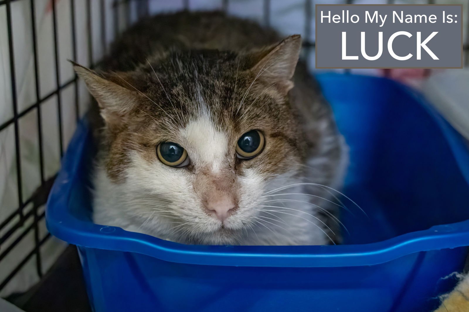 LUCK:  FOSTER REQUESTED (FCID# 12/02/2025 - 402) C - Tabby available for adoption