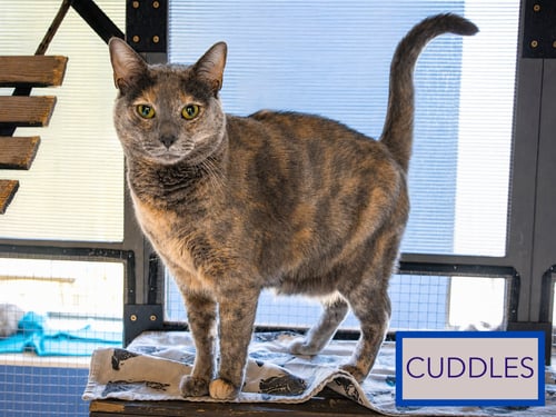 CUDDLES (FCID# 05/09/2025 - 165 BRANDYWINE PS) - Domestic Short Hair available for adoption