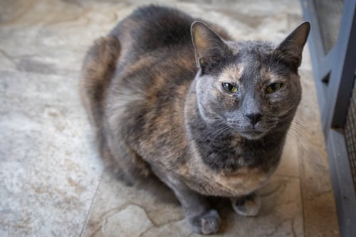 CUDDLES (FCID# 05/09/2025 - 165 BRANDYWINE PS) - Domestic Short Hair available for adoption