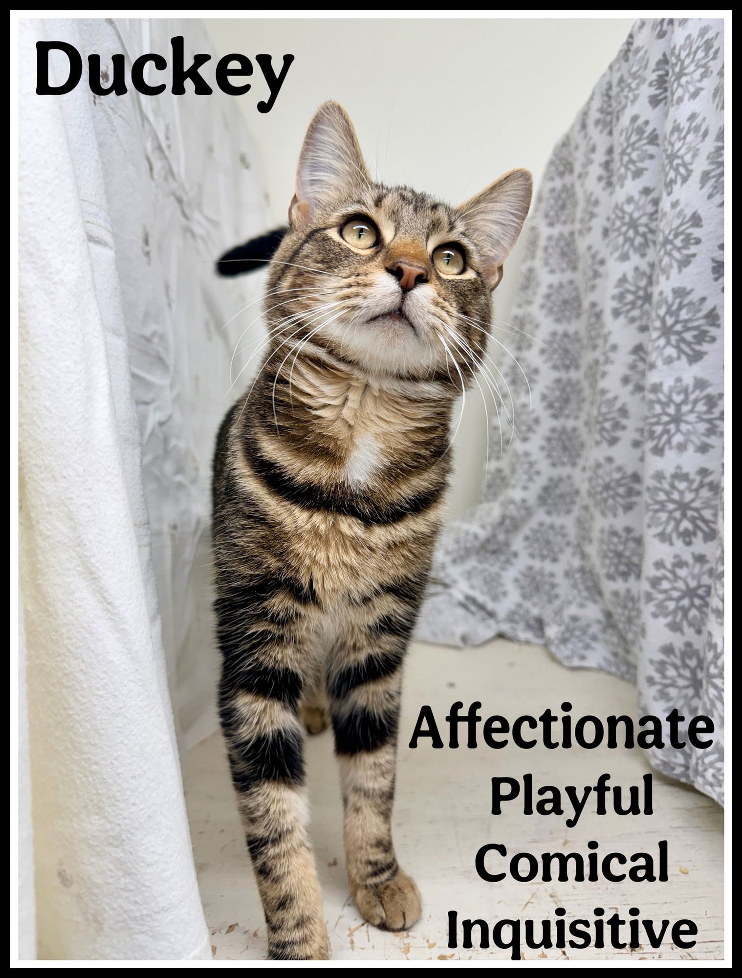 DUCKEY, WILLOW GROVE PA (FCID# 01/02/2026 - 118) C - Tabby available for adoption