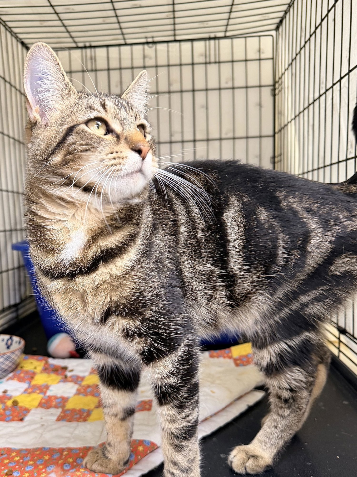 DUCKEY, WILLOW GROVE PA (FCID# 01/02/2026 - 118) C - Tabby available for adoption