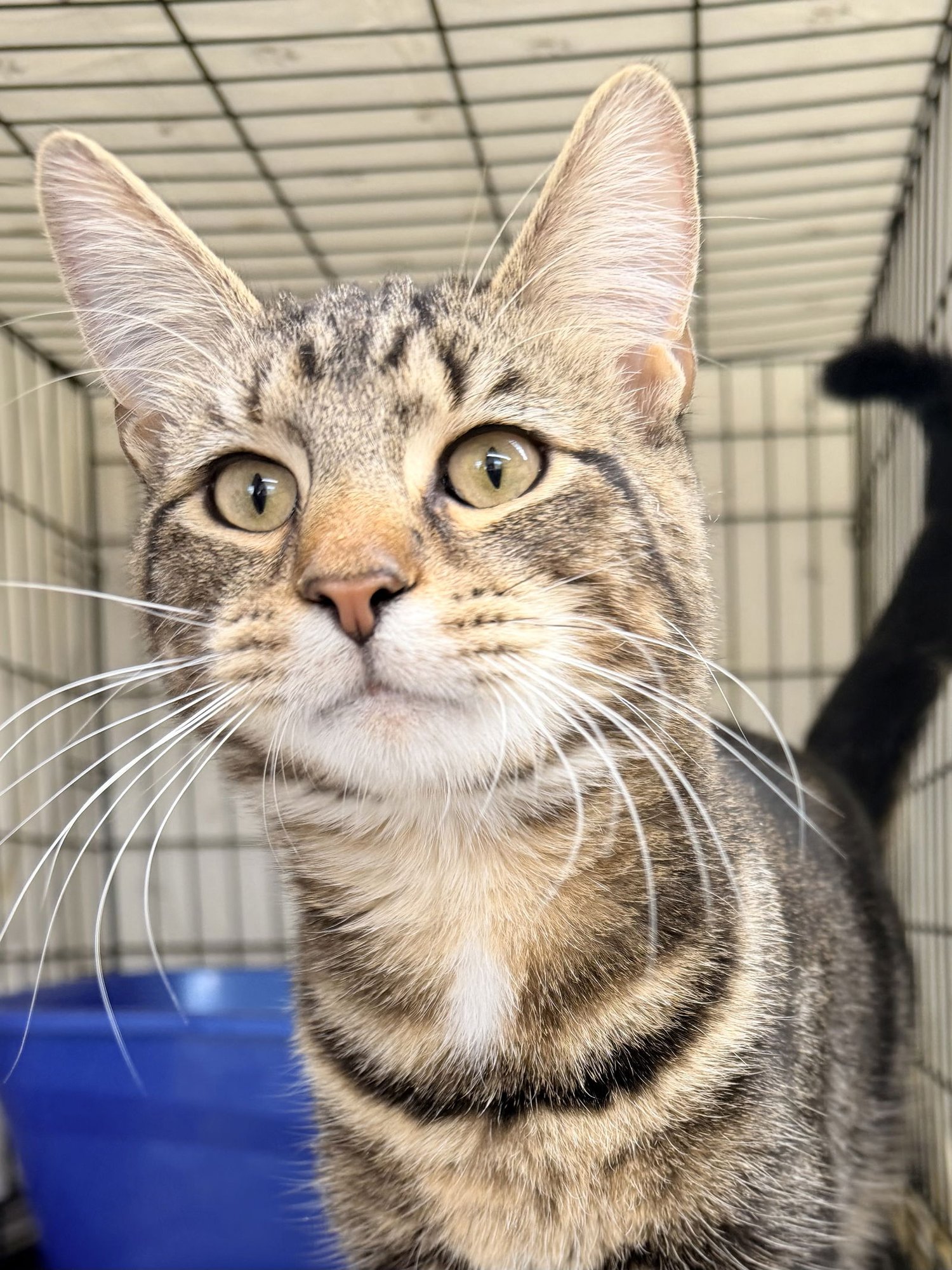 Duckey, Willow Grove PA (FCID# 01/02/2026 - 118) C - Photo 3