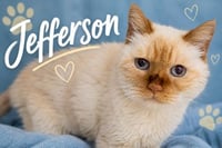 Jefferson: DMH (FCID# 05/26/2026 - 96 Trainer) - Photo 1