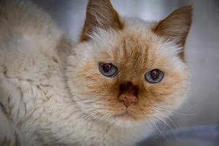 JEFFERSON: DMH (FCID# 05/26/2026 - 96 TRAINER) - Siamese / Tabby available for adoption