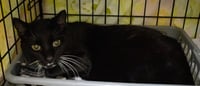 Shelby (FCID# 04/27/2026 - 7 Trainer) C - Photo 1