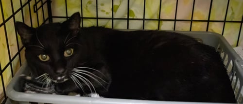 SHELBY (FCID# 04/27/2026 - 7 TRAINER) C - Domestic Short Hair available for adoption