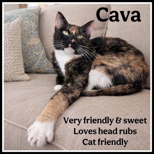 CAVA (FCID# 03/06/2026-109) JENKINTOWN PS - Calico available for adoption