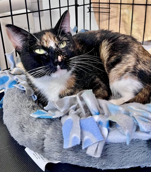 CAVA (FCID# 03/06/2026-109) JENKINTOWN PS - Calico available for adoption