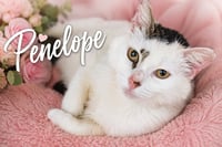Penelope (FCID# 05/27/2026 - 28 Trainer) - Photo 1