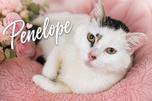PENELOPE (FCID# 05/27/2026 - 28 TRAINER) - Domestic Short Hair / Tabby available for adoption