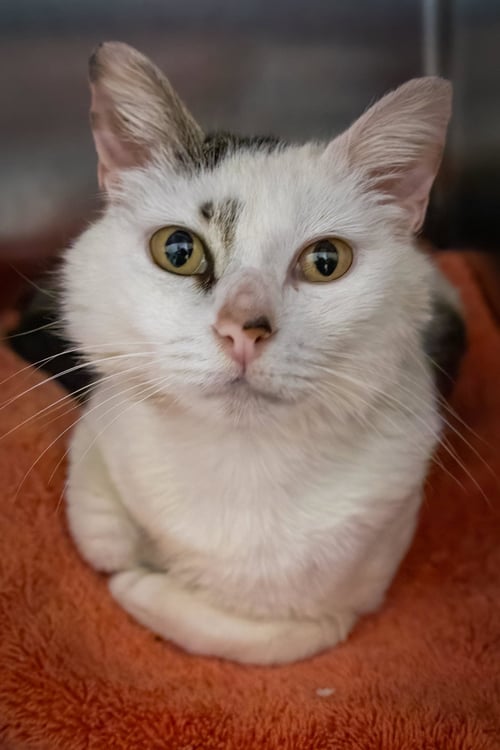 PENELOPE (FCID# 05/27/2026 - 28 TRAINER) - Domestic Short Hair / Tabby available for adoption