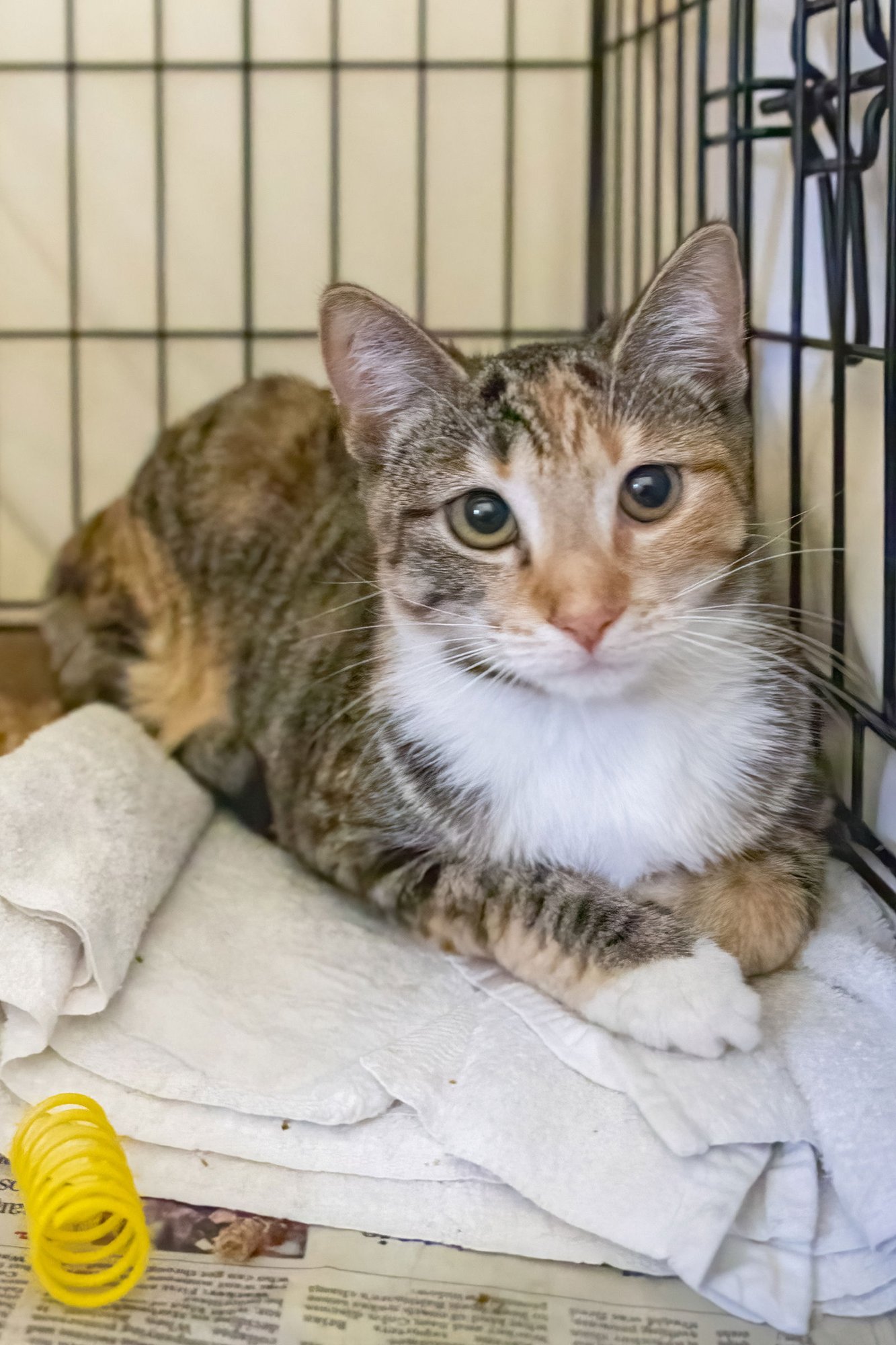 OPAL (FCID# 02/19/2026 - 68) - Calico / Tabby available for adoption