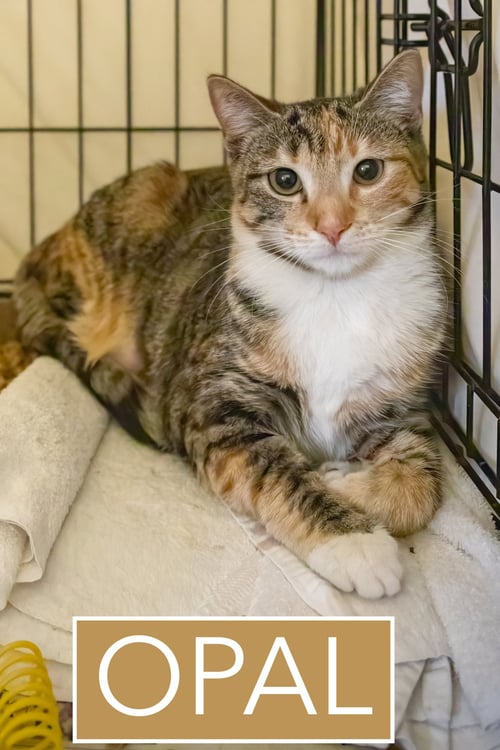 OPAL (FCID# 02/19/2026 - 68) - Calico / Tabby available for adoption