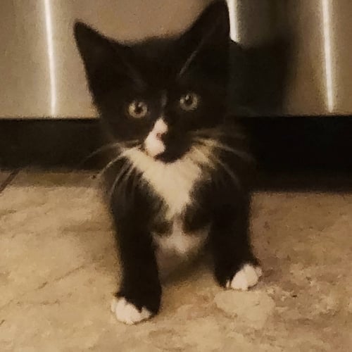 SELENE, WILLOW GROVE PS, (FCID 06/10/2026-119) - Tuxedo / Domestic Short Hair available for adoption