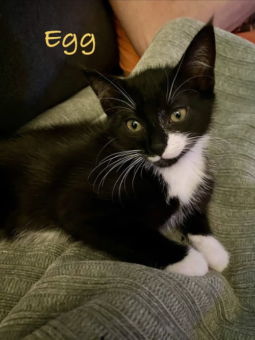 EGG, WILLOW GROVE AREA, (FCID 07/22/2026-133) - Domestic Short Hair available for adoption