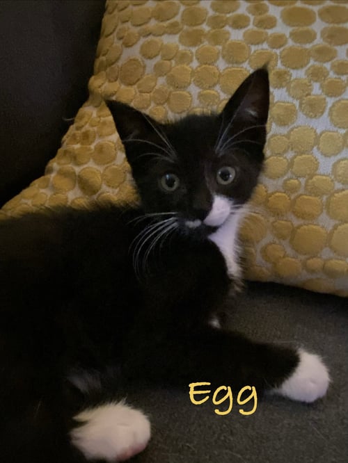 EGG, WILLOW GROVE AREA, (FCID 07/22/2026-133) - Domestic Short Hair available for adoption