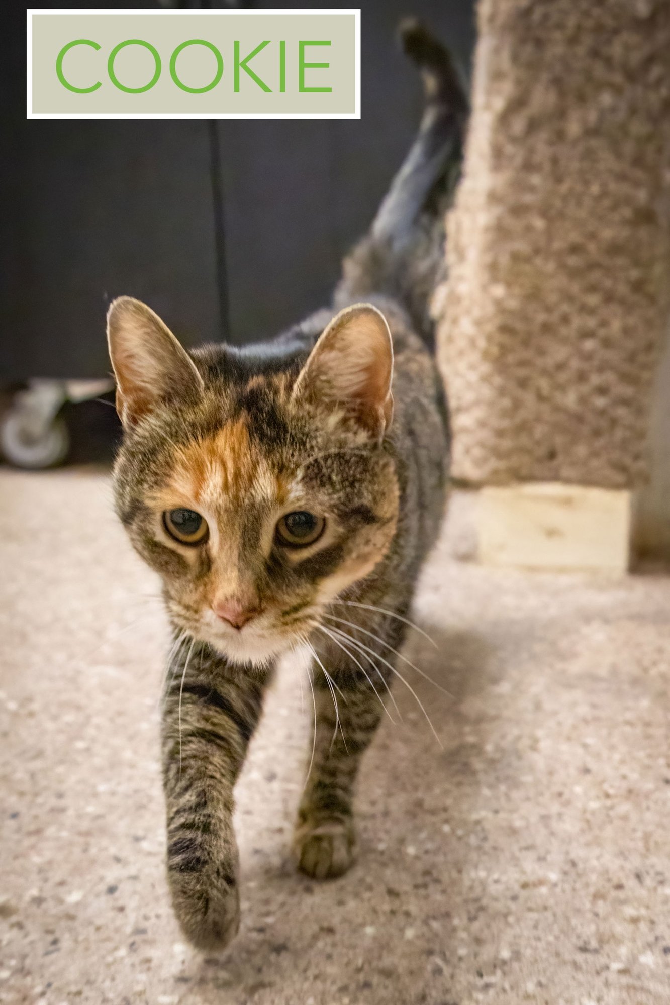 COOKIE (FCID# 01/22/2026 - 1 TRAINER) - Torbie available for adoption