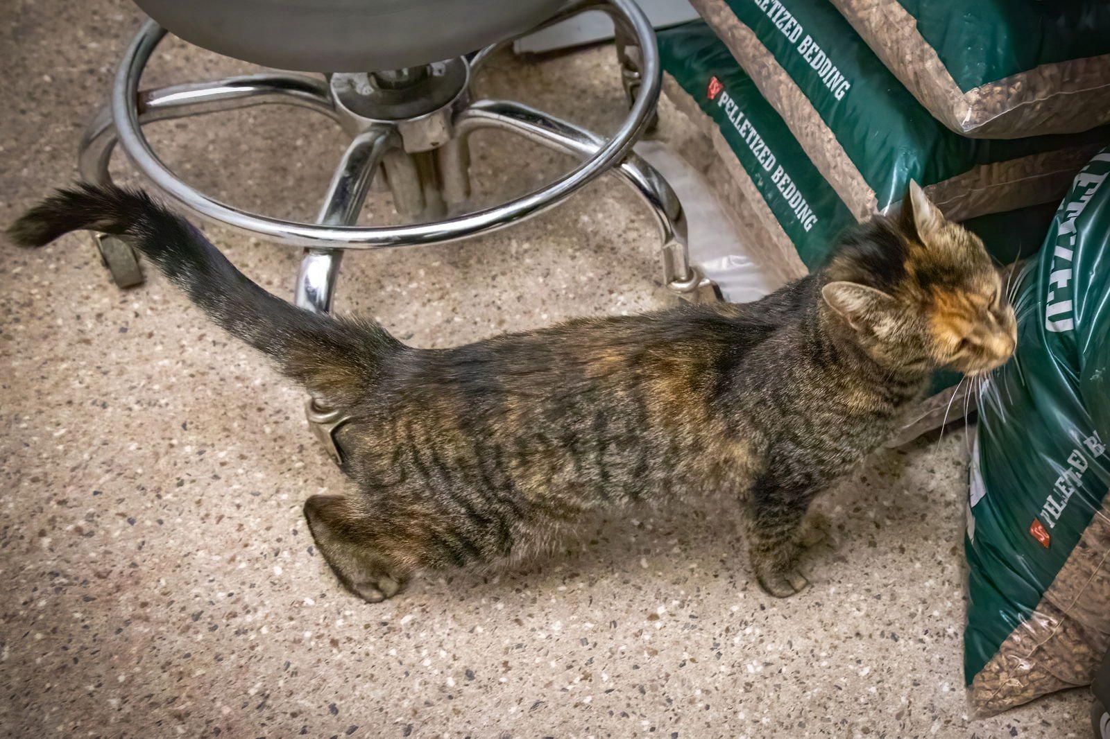 Cookie (FCID# 01/22/2026 - 1 Trainer) - Photo 3