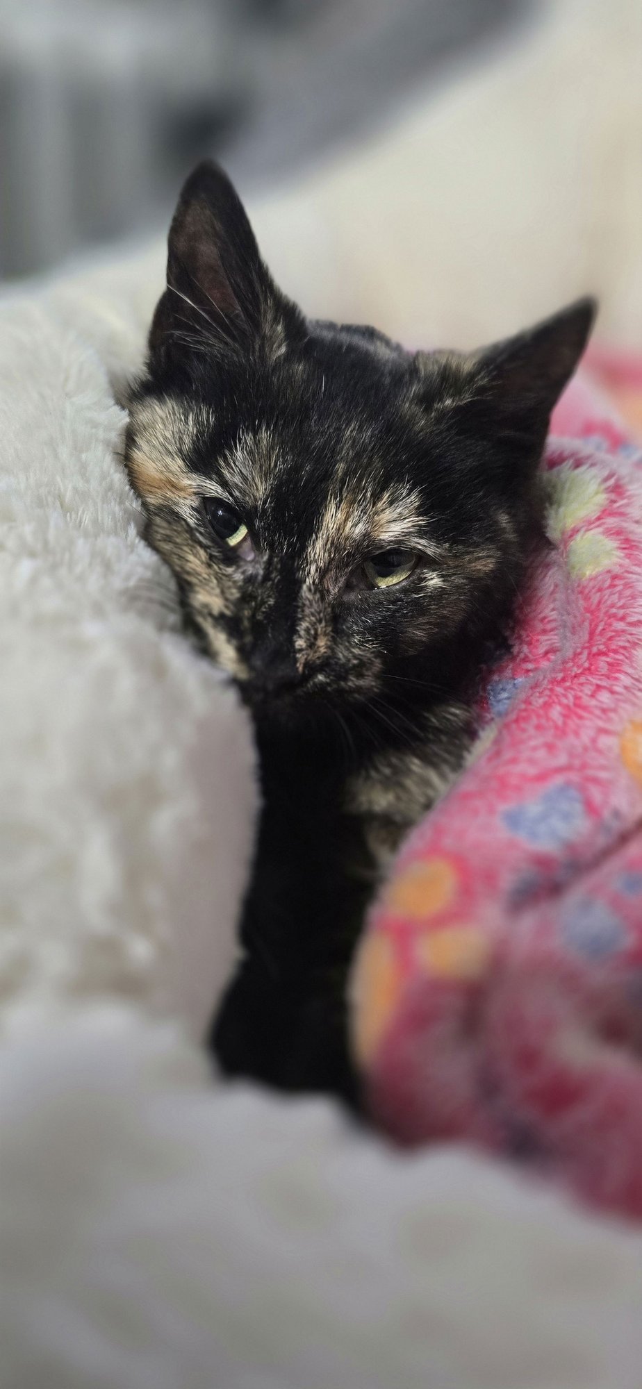 TORTELLINI (FCID# 01/12/26-517 BROOKHAVEN PS ) KC - Tortoiseshell available for adoption