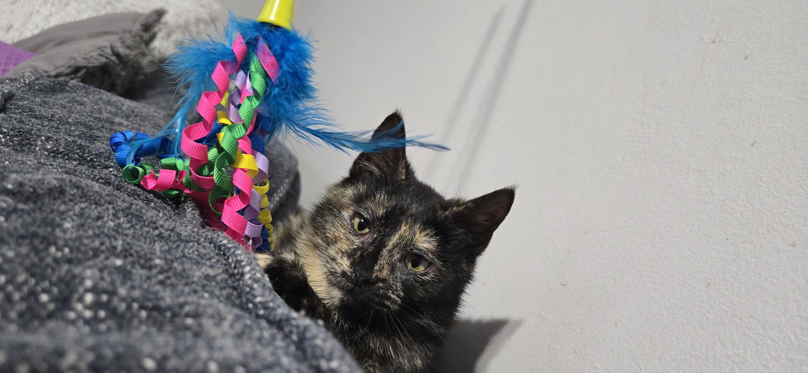 TORTELLINI (FCID# 01/12/26-517 BROOKHAVEN PS ) KC - Tortoiseshell available for adoption