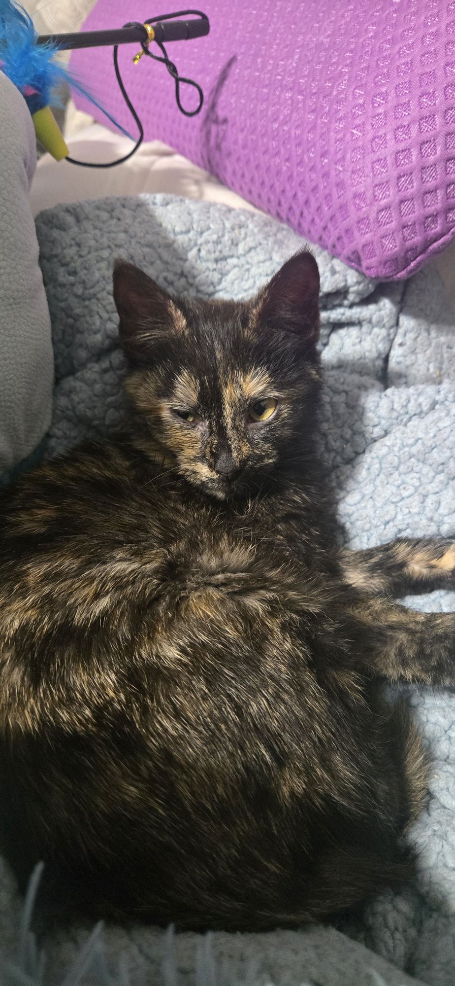 Tortellini (FCID# 01/12/26-517 Brookhaven PS ) KC - Photo 3