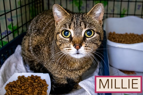 MILLIE (FCID# 05/18/2026 - 37 TRAINER) - Tabby available for adoption