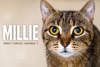 Millie (FCID# 05/18/2026 - 37 Trainer) - Photo 2