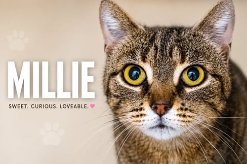 MILLIE (FCID# 05/18/2026 - 37 TRAINER) - Tabby available for adoption