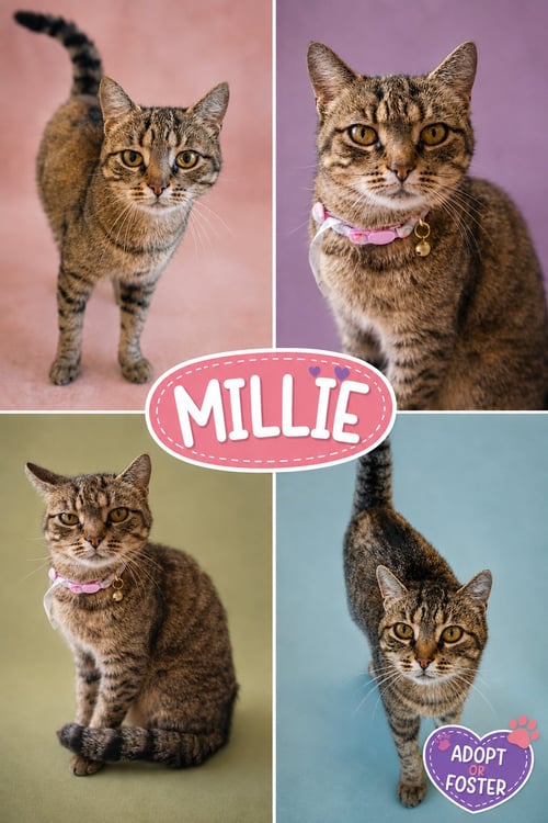 MILLIE (FCID# 05/18/2026 - 37 TRAINER) - Tabby available for adoption