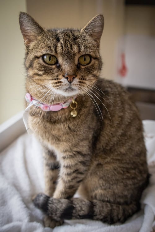 MILLIE (FCID# 05/18/2026 - 37 TRAINER) - Tabby available for adoption