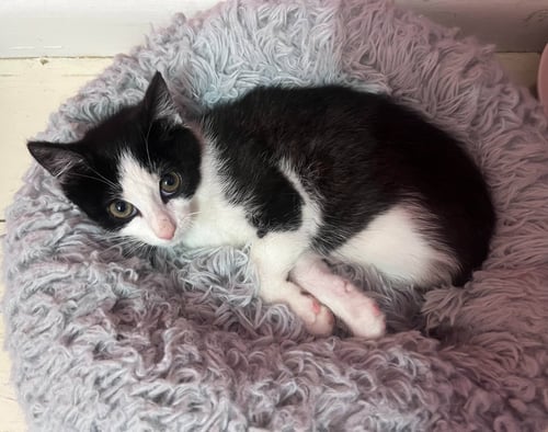 DOMINO (FCID# 06/09/2026 - 54 BRANDYWINE PS) C - Domestic Short Hair available for adoption