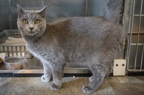 LUKE (FCID# 8/20/2025 - 4 GLEN MILLS PS) C - Domestic Short Hair available for adoption