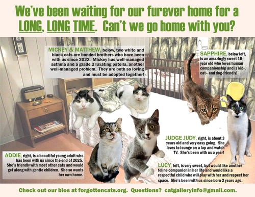 LONGER TIMERS PART 2:  FEMALE & MALE - Domestic Short Hair for adoption in Newark