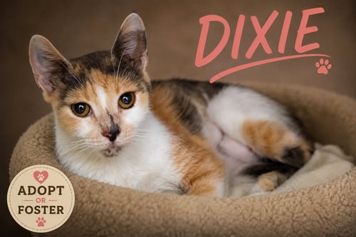 DIXIE (FCID# 07/28/2026 - 53 TRAINER) - Calico available for adoption