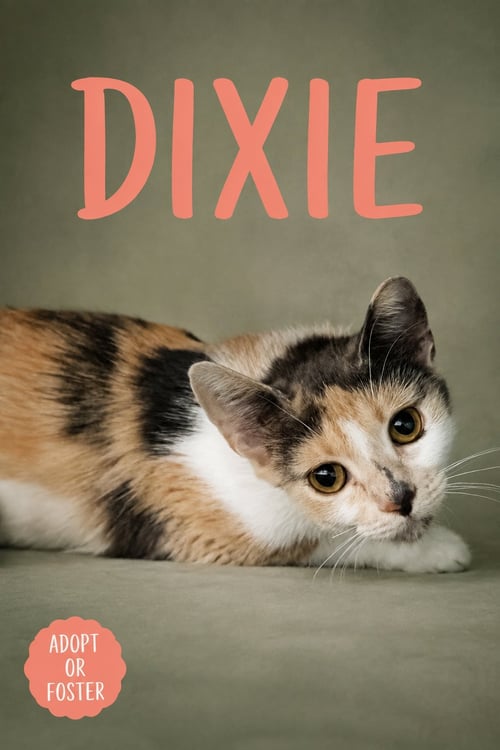 DIXIE (FCID# 07/28/2026 - 53 TRAINER) - Calico available for adoption