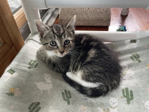PEACHES, WILLOW GROVE AREA, (FCID 7/15/2026-140) - Domestic Short Hair available for adoption
