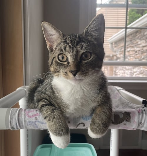 PEACHES, WILLOW GROVE AREA, (FCID 7/15/2026-140) - Domestic Short Hair for adoption in Wilmington