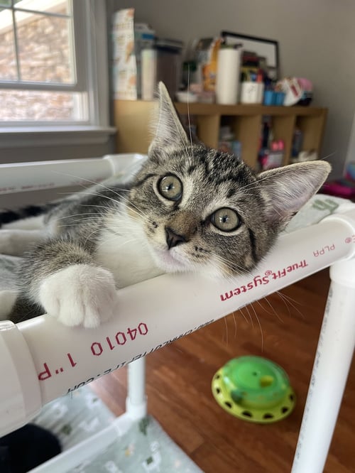 PEACHES, WILLOW GROVE AREA, (FCID 7/15/2026-140) - Domestic Short Hair available for adoption